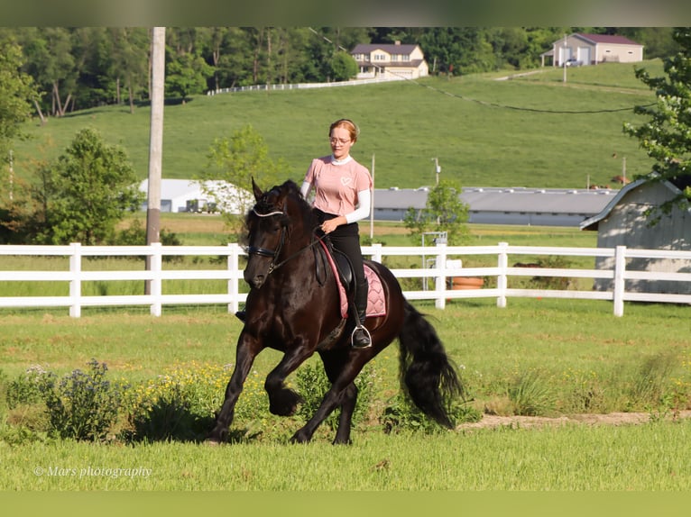 Friesen Stute 5 Jahre 160 cm Rappe in Dundee, OH