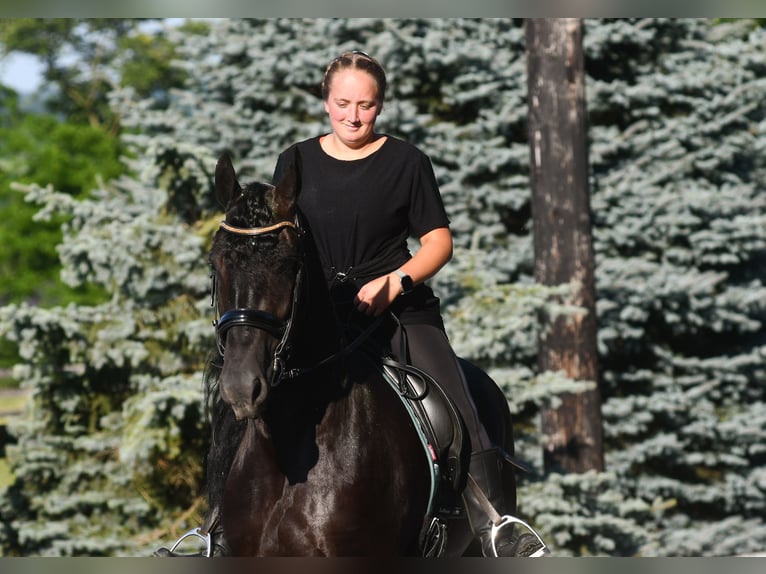 Friesen Stute 5 Jahre 160 cm Rappe in Dundee, OH