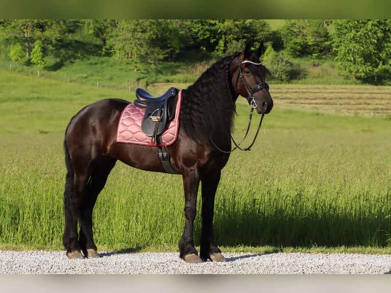 Friesen Stute 5 Jahre 160 cm Rappe in Dundee, OH