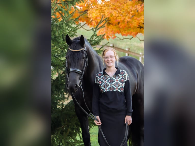 Friesen Stute 5 Jahre 160 cm Rappe in Dundee, OH