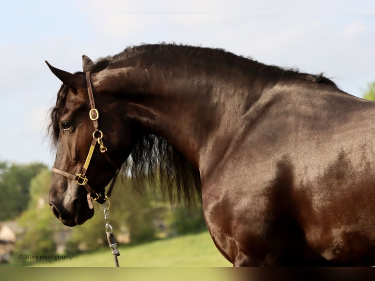 Friesen Stute 5 Jahre 160 cm Rappe in Dundee, OH
