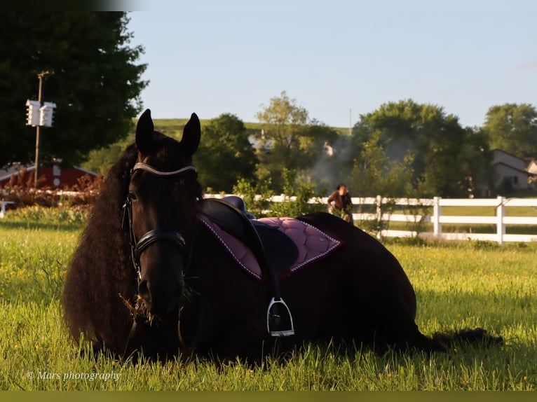 Friesen Stute 5 Jahre 160 cm Rappe in Dundee, OH