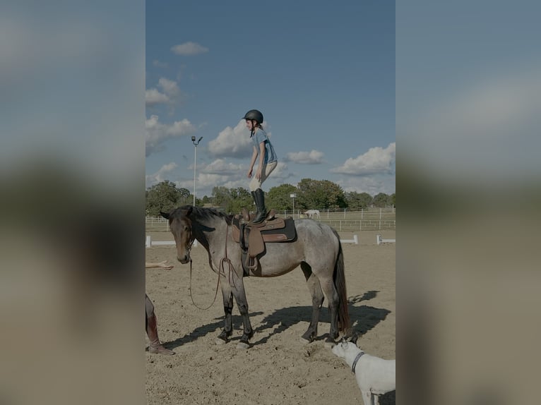 Friesen Mix Stute 5 Jahre 160 cm Roan-Bay in Saint Clair Friesen Mix Stute 5 Jahre 160 cm Roan-Bay in Saint Clair