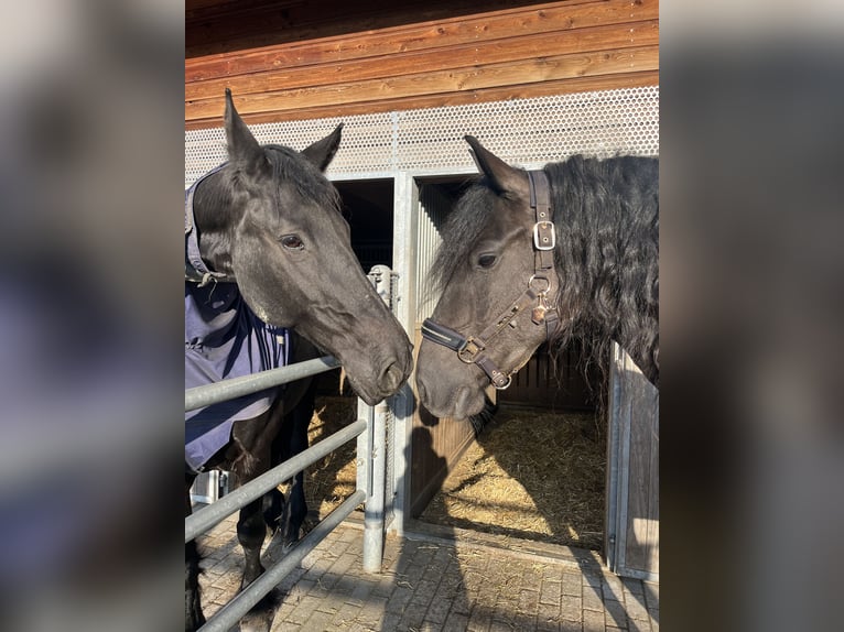 Friesen Stute 5 Jahre 162 cm Rappe in Feldkirchen-Westerham