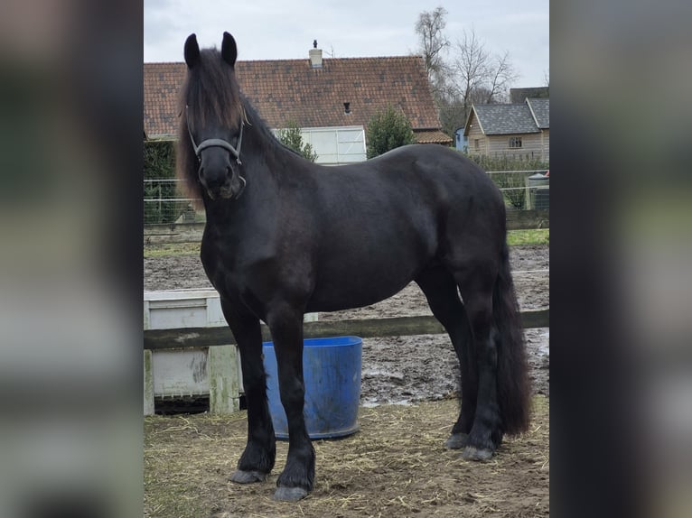 Friesen Stute 5 Jahre 163 cm Rappe in Lievegem