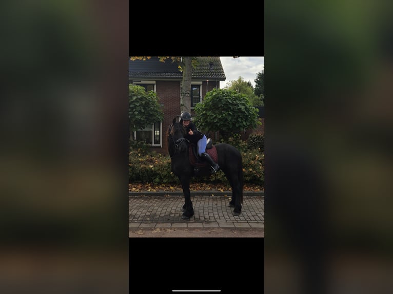 Friesen Stute 5 Jahre 163 cm Rappe in Sas van Gent