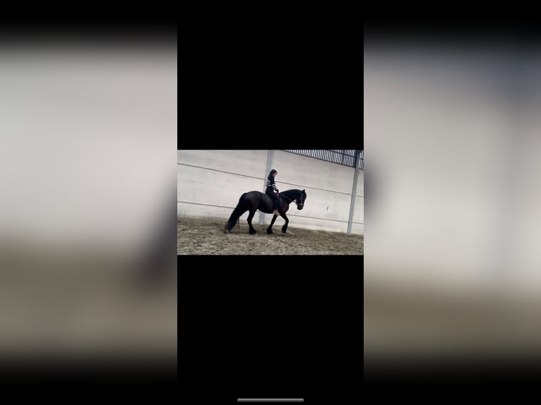 Friesen Stute 5 Jahre 163 cm Rappe in Sas van Gent