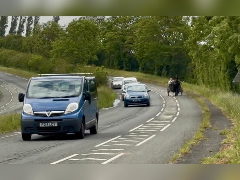 Friesen Stute 5 Jahre 163 cm Rappe in Dublin