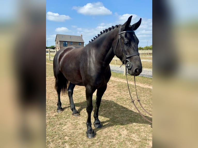 Friesen Stute 5 Jahre 163 cm Rappe in Dublin