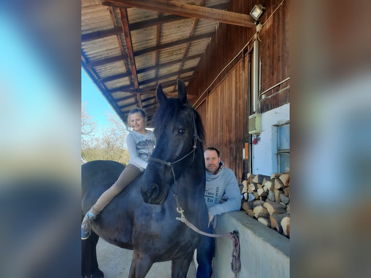 Friesen Stute 5 Jahre 163 cm Rappe in Bad Mergentheim