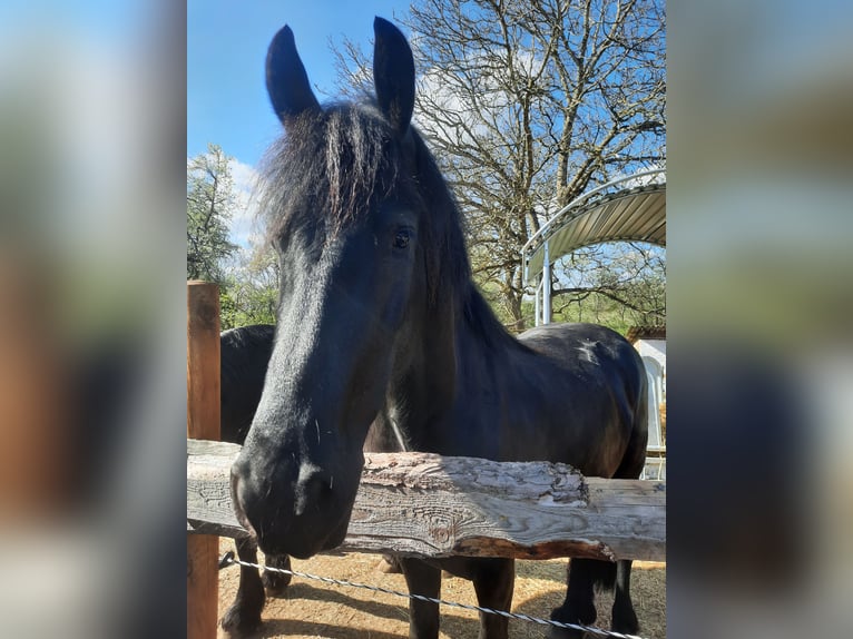 Friesen Stute 5 Jahre 163 cm Rappe in Bad Mergentheim