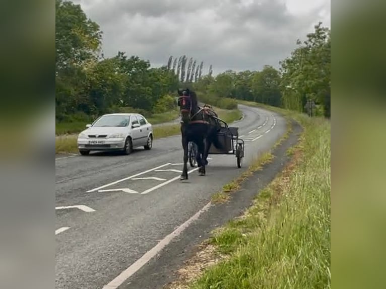 Friesen Stute 5 Jahre 163 cm Rappe in Dublin