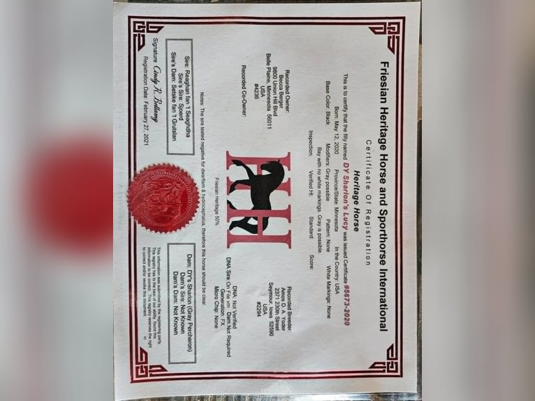 Friesen Stute 5 Jahre 163 cm Schimmel in texas