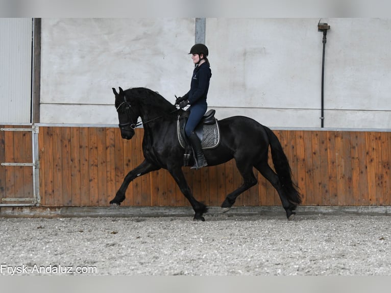 Friesen Stute 5 Jahre 164 cm Rappe in Mijnsheerenland