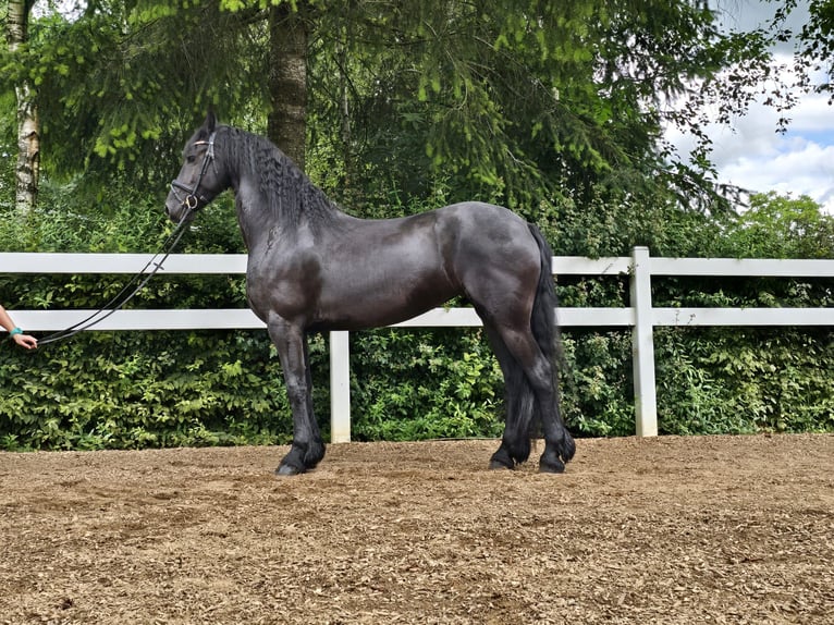 Friesen Stute 5 Jahre 165 cm Rappe in Derenbach