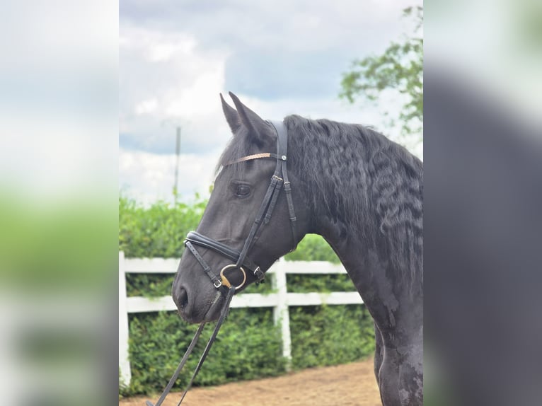 Friesen Stute 5 Jahre 165 cm Rappe in Derenbach