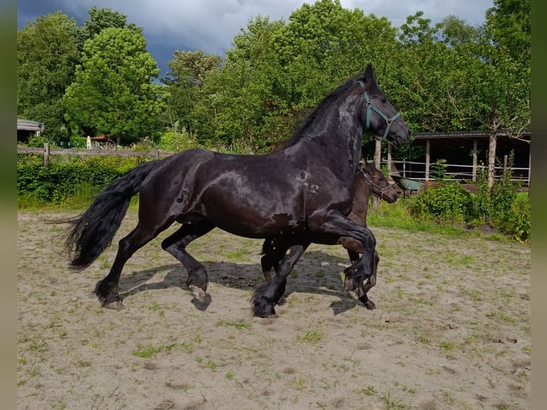 Friesen Stute 5 Jahre 165 cm Rappe in Scharmer