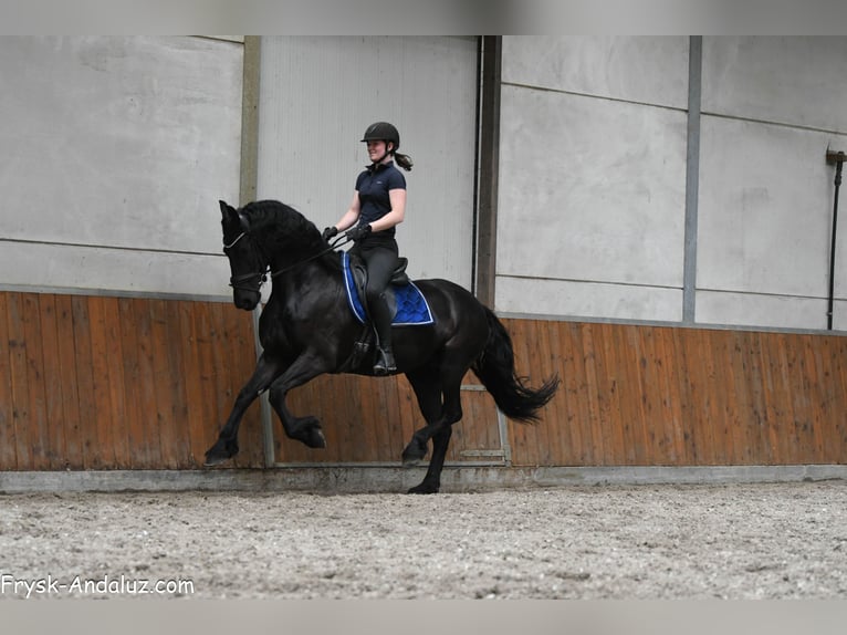 Friesen Stute 5 Jahre 165 cm Rappe in Mijnsheerenland