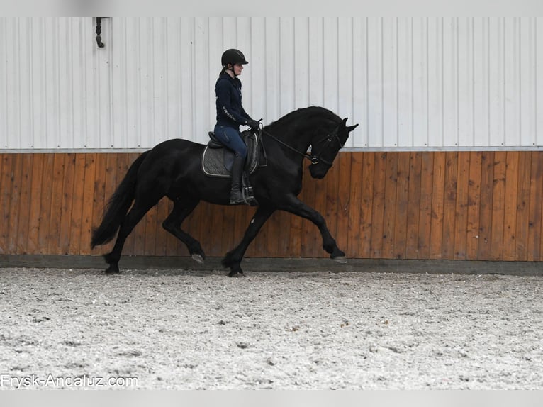 Friesen Stute 5 Jahre 165 cm Rappe in Mijnsheerenland