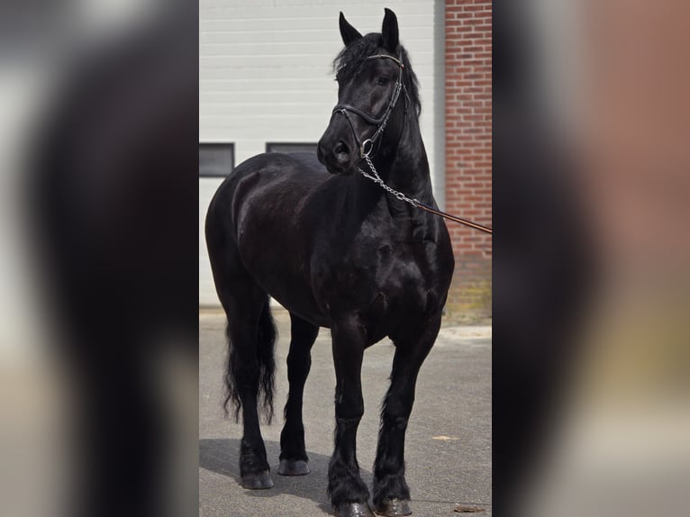 Friesen Stute 5 Jahre 167 cm Rappe in Someren
