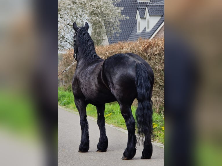 Friesen Stute 5 Jahre 167 cm Rappe in Someren