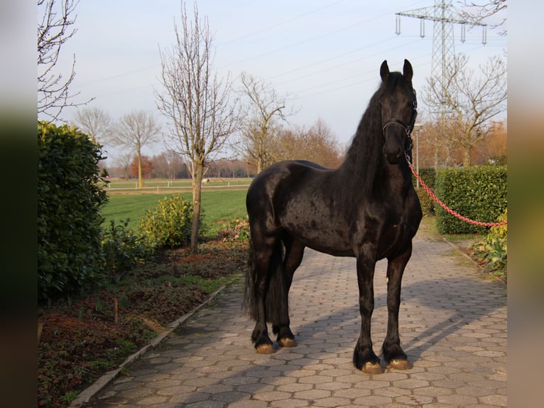 Friesen Stute 5 Jahre 167 cm Rappe in Valkenswaard