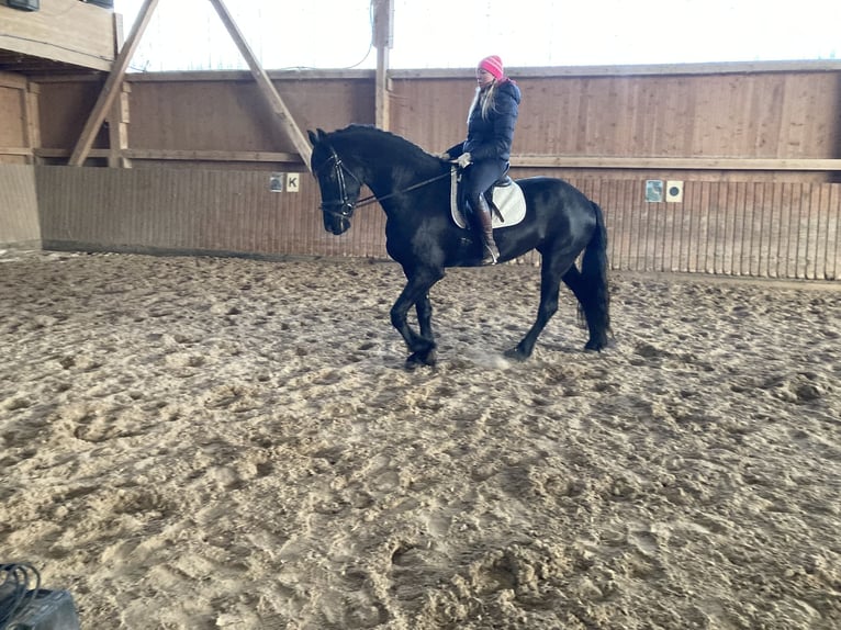 Friesen Stute 5 Jahre 170 cm Rappe in Petersberg