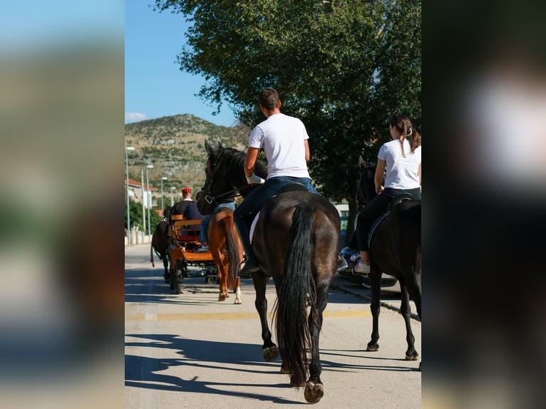 Friesen Mix Stute 5 Jahre 171 cm Dunkelbrauner in Towson