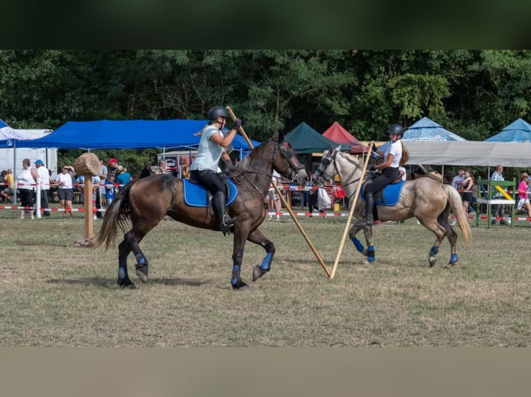 Friesen Mix Stute 5 Jahre 174 cm Rappe in Satu Mare, Sanislau