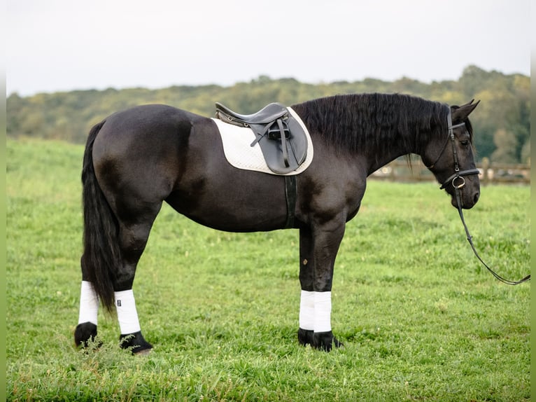 Friesen Mix Stute 5 Jahre Rappe in Honey Brook