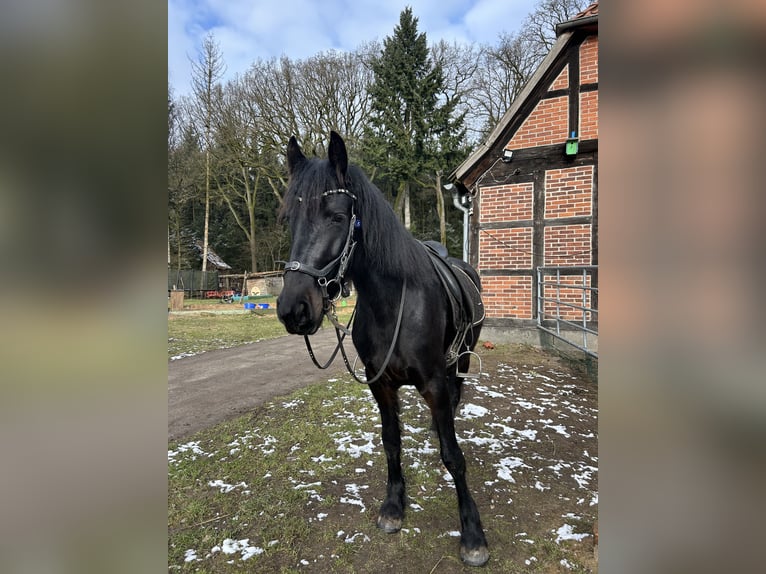 Friesen Mix Stute 6 Jahre 149 cm Rappe in Soltau