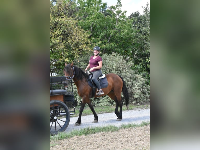 Friesen Mix Stute 6 Jahre 152 cm Brauner in Arnstorf