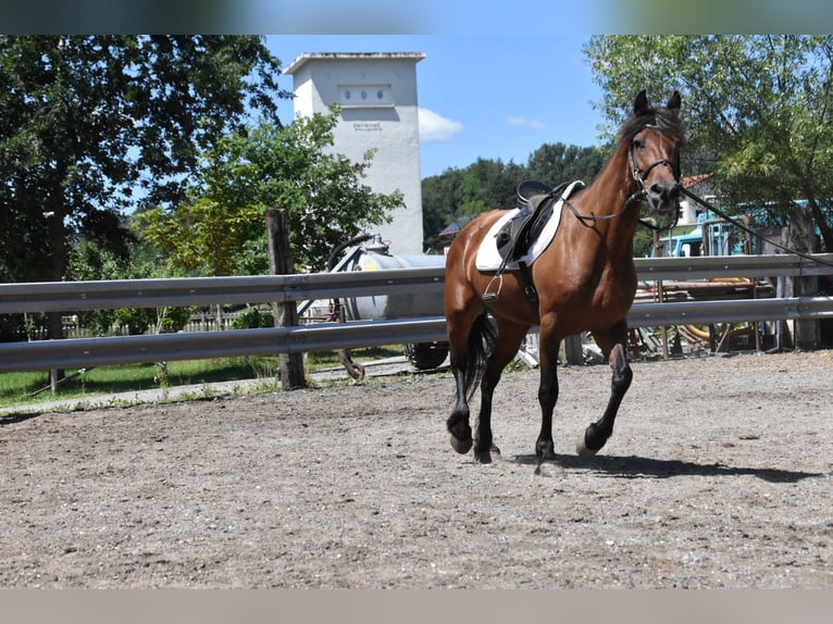 Friesen Mix Stute 6 Jahre 152 cm Brauner in Arnstorf