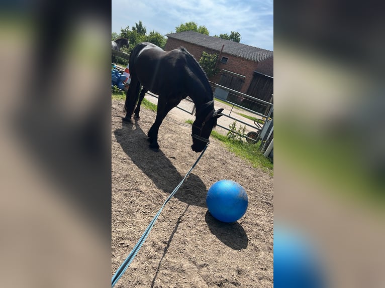 Friesen Stute 6 Jahre 155 cm Rappe in Tangstedt