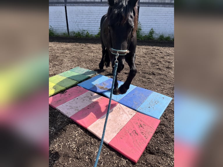 Friesen Stute 6 Jahre 155 cm Rappe in Tangstedt
