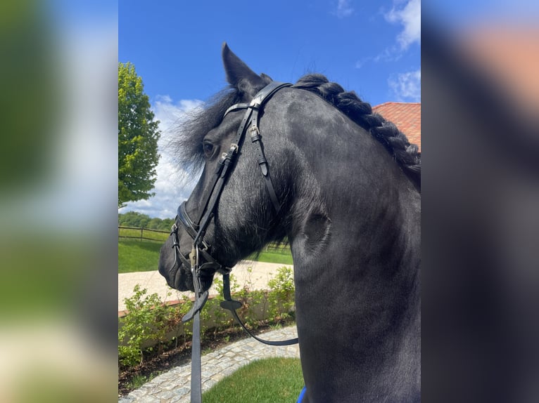 Friesen Stute 6 Jahre 158 cm Rappe in Amerang