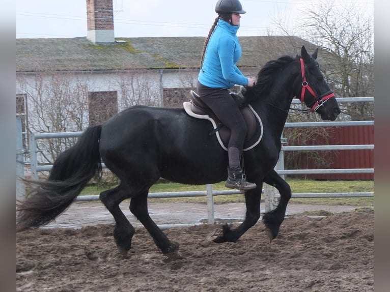 Friesen Stute 6 Jahre 158 cm Rappe in Buttstädt