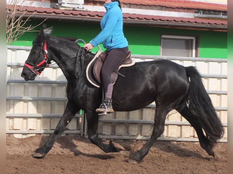 Friesen Stute 6 Jahre 158 cm Rappe in Buttstädt