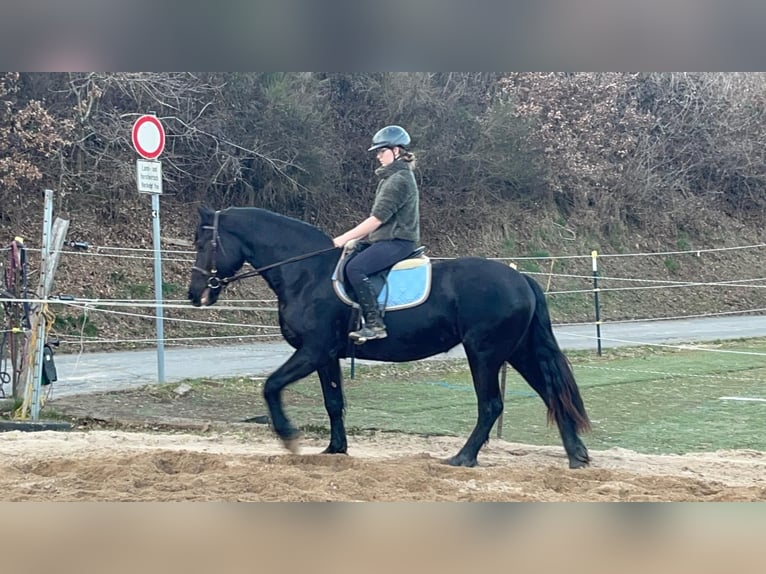 Friesen Mix Stute 6 Jahre 159 cm Rappe in Morsbach