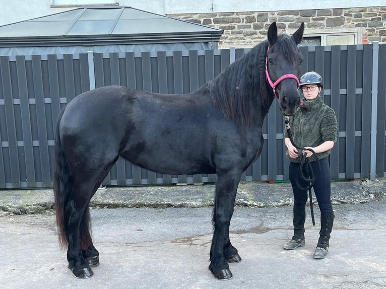 Friesen Mix Stute 6 Jahre 159 cm Rappe in Morsbach