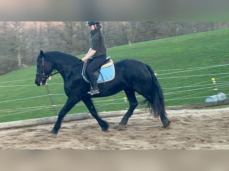 Friesen Stute 6 Jahre 159 cm Rappe in Morsbach