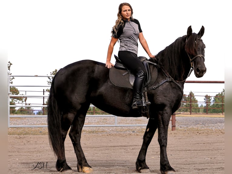 Friesen Stute 6 Jahre 160 cm Rappe in Billings