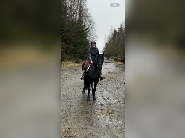 Friesen Stute 6 Jahre 160 cm Rappe in Großalmerode