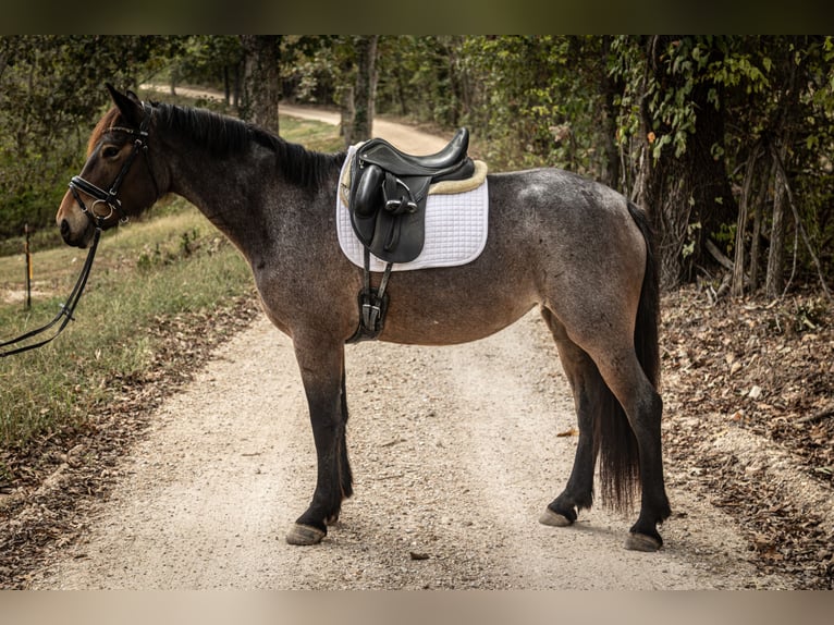 Friesen Mix Stute 6 Jahre 160 cm Roan-Bay in Saint Clair