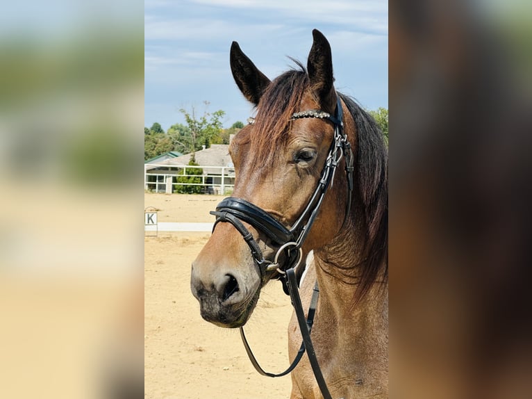 Friesen Mix Stute 6 Jahre 160 cm Roan-Bay in Saint Clair