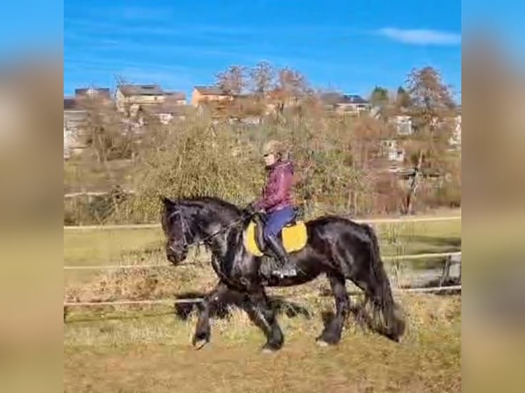 Friesen Stute 6 Jahre 164 cm Rappe in Hafenlohr