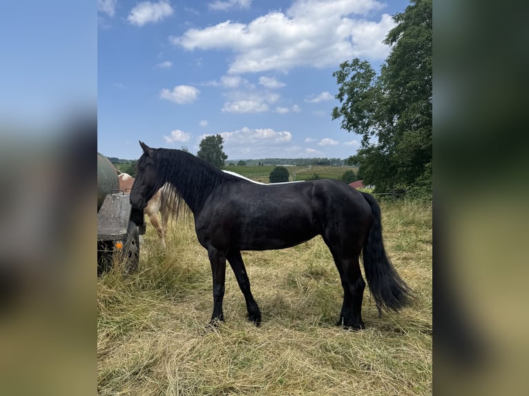 Friesen Stute 6 Jahre 165 cm Rappe in Hattersheim