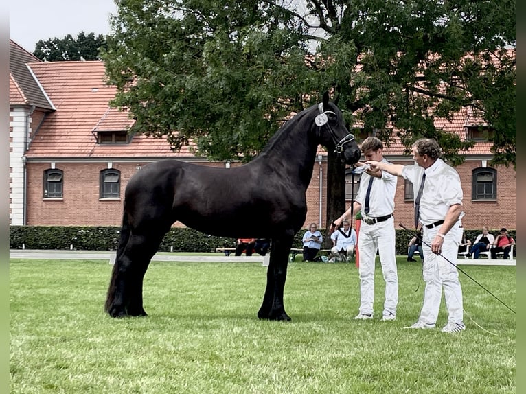 Friesen Stute 6 Jahre 165 cm Rappe in Hosena