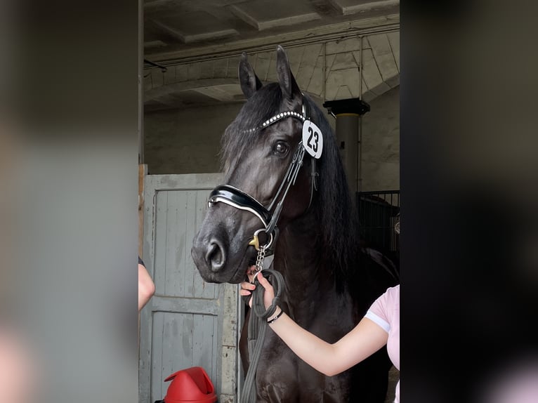 Friesen Stute 6 Jahre 165 cm Rappe in Hosena