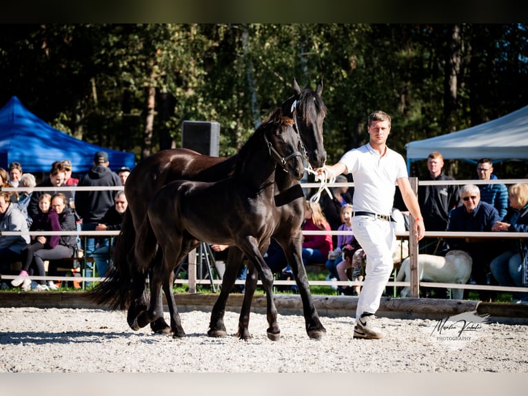 Friesen Stute 6 Jahre 165 cm Rappe in Hosena